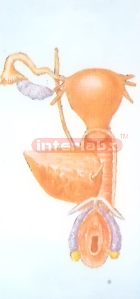 GENERAL ARRANGEMENT MODEL OF THE FEMALE UROGENITAL SYSTEM